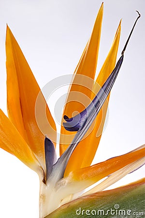 Bird of Paradise Flower Stock Photo