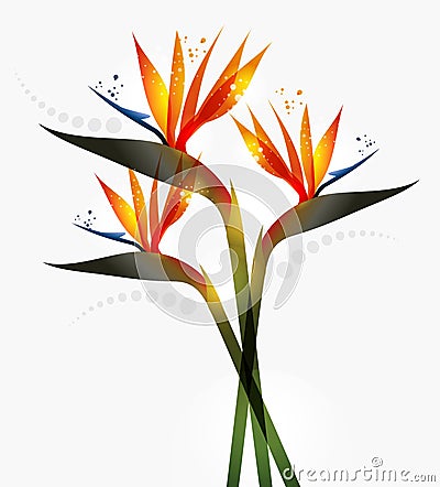 Bird of Paradise flower Vector Illustration