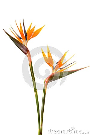 Bird of paradise flower Stock Photo