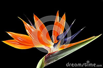 Bird of paradise flower on black background Stock Photo