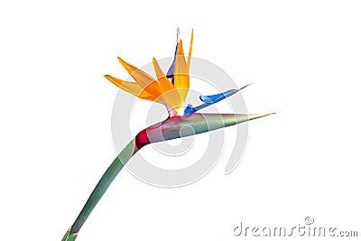 Bird of paradise flower closeup cutout Stock Photo