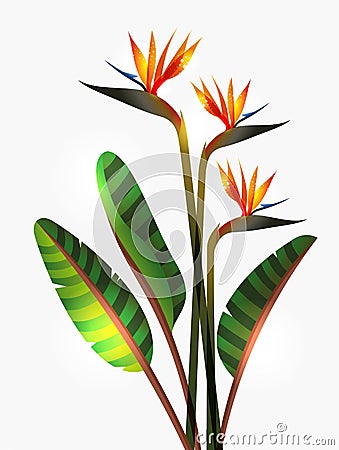 Bird of Paradise flower and stem Vector Illustration