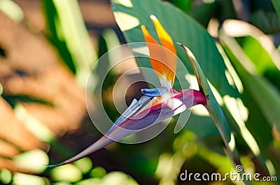 Bird of paradise flower Stock Photo