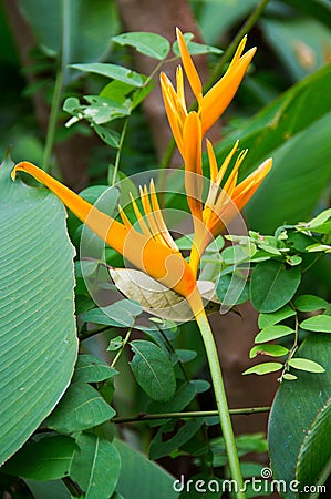 Bird of paradise flower Strelitziaceae Stock Photo