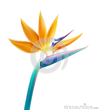 Bird of Paradise flower Vector Illustration