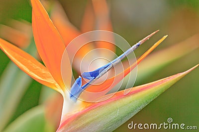 Bird of Paradise Stock Photo