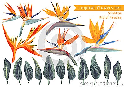 ,Vector set of Strelitzia Reginae, tropical flowers and leaves. Vector Illustration