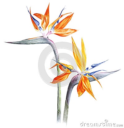 Bird of paradise - strelitzia - flower watercolor Cartoon Illustration