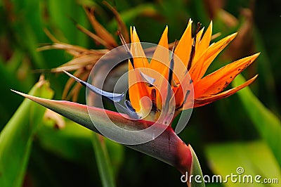 Bird of Paradise (Strelitzia Reginae) Stock Photo