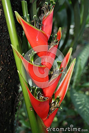 Bird of Paradise, Tropical Rainforest, Close-up, Tropical Climat Stock Photo