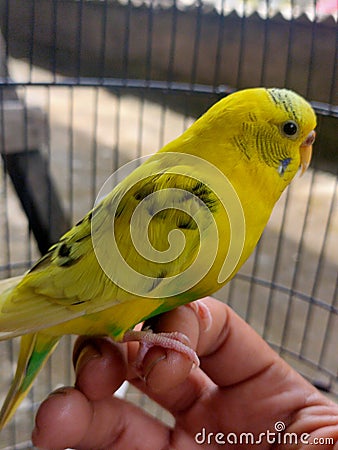 Bird Parkit Yellow Stock Photo