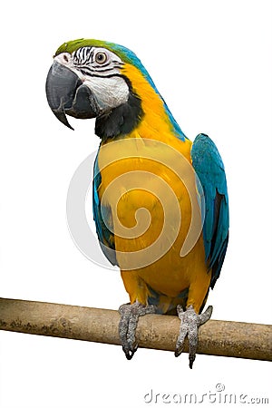 Bird parrot Stock Photo