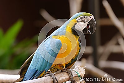 Bird Parrot Stock Photo