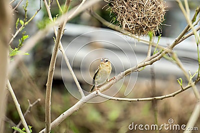 Bird perched on a branch Stock Photo
