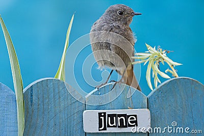 Bird perched on a June decorated fence Stock Photo