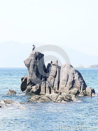 Bird perched on rock Stock Photo