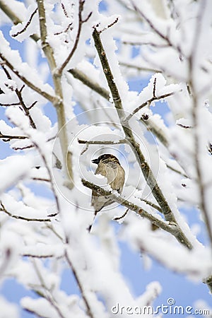 Bird perched on tree branch in snow Stock Photo