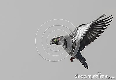 Bird Photography - Pigeon in flight mode Stock Photo