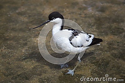 Bird pied Avocet, Pied avocet standing in the water. Birds, ornithology, Stock Photo