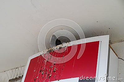 Bird pigeon droppings on store sign with poop Stock Photo