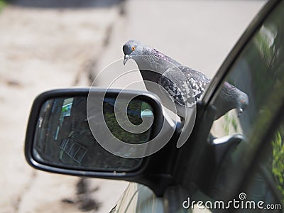Bird pigeon on the hood of the car near the mirror. Stock Photo