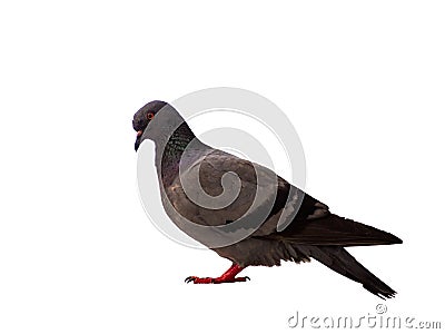 Bird pigeon isolated on white background wild feral green blue Stock Photo