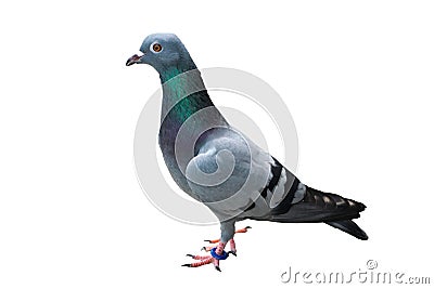 bird pigeon isolated on white background wild feral green blue Stock Photo