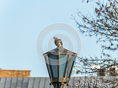 Bird pigeon on a street lamp Stock Photo