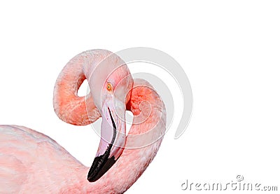 Bird pink flamingos gracefully curved head and neck on a white i Stock Photo