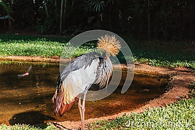 A Gray Crowned Crane bird Stock Photo