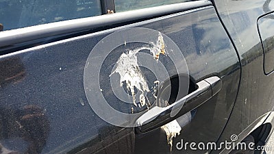 Bird poop on a car Stock Photo