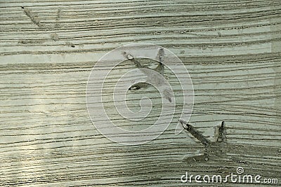 Bird or poultry footprint on cement floor Stock Photo
