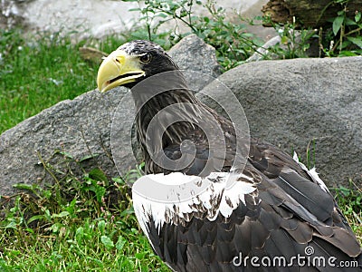 Bird of pray Stock Photo