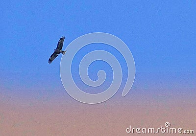 Bird of pray Stock Photo