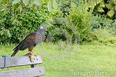 Bird of pray on bench at urban park , Bath Stock Photo