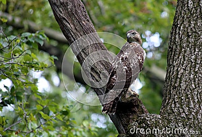 Bird of Pray Stock Photo