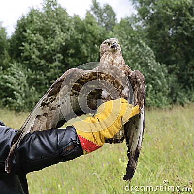 Bird predatory sits on an elongated hand in a glove, look for prey, Short-toed snake eagle Stock Photo