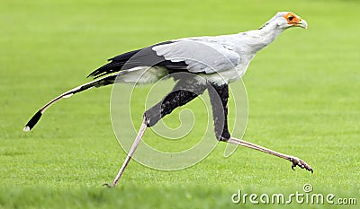 Bird of prey Stock Photo