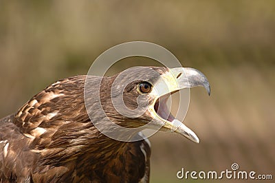 Bird Of Prey Stock Photo