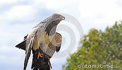 Bird of prey Aguja sitting on a falconer glove Stock Photo