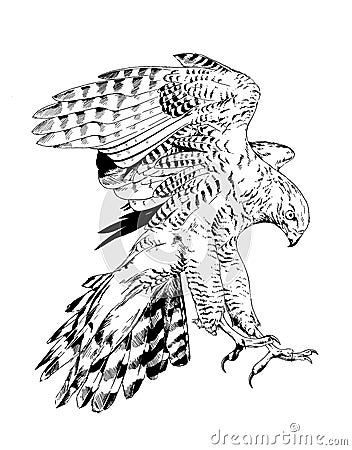 Bird of prey eagle, hawk, Falcon, hand-drawn ink Vector Illustration
