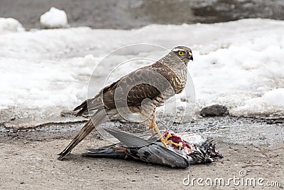Bird of prey eats its prey/ A hawk eats a pigeon it has killed. Stock Photo