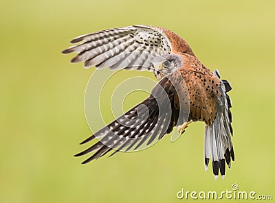 Bird of prey in flight Stock Photo