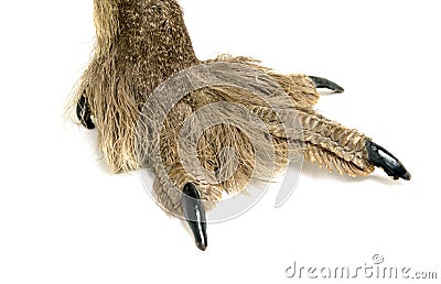 Bird of prey paw Stock Photo