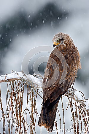 Bird of prey Red kite, Milvus milvus, sitting on the branch with snow winter Stock Photo