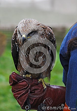 A bird of prey sits on a hunter's leather glove Stock Photo