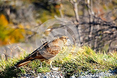 Bird of prey at Torres Del Paine Stock Photo