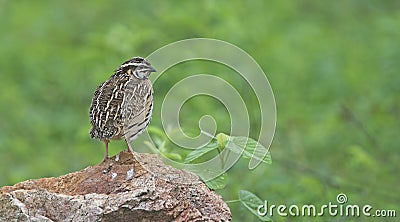 Bird, Rain Quail Cotumix coromandelica Stock Photo