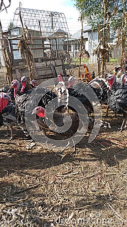 Bird raised in domestic yards turkeys on the farm! Stock Photo