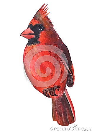 Bird red cardinal bright beautiful Stock Photo